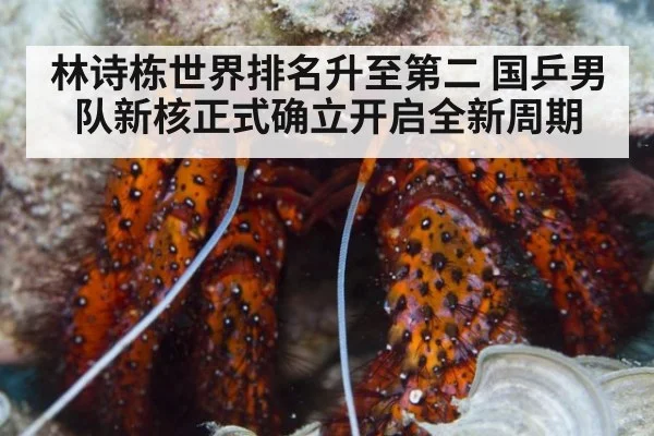 林诗栋世界排名升至第二 国乒男队新核正式确立开启全新周期